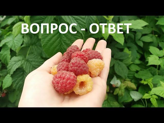 Вопрос - ответ.