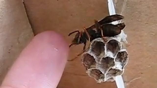 Hand feeding your pet Polistes wasps