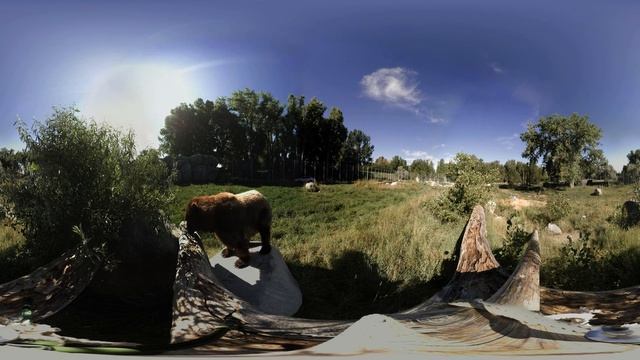 Zoo Montana Bears