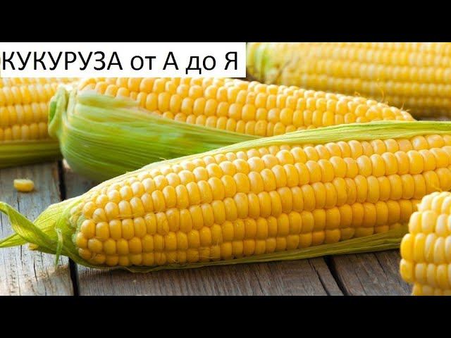 Кукуруза от А до Я