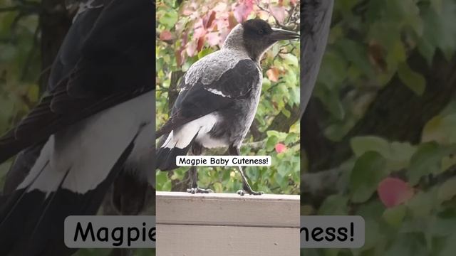 Magpie Baby sounds cute 🥰 #Cute #australian #magpie #birds #shorts #baby #magpies