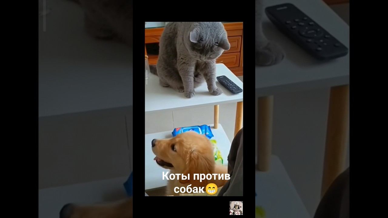 Коты против собак, смешные видео ч.2cats vs dogs funny videos