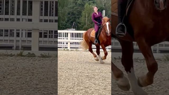 Литовский тяжеловоз Жавесис #лошади