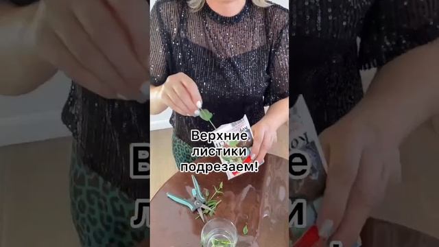 Черенкование эустомы! 🌺