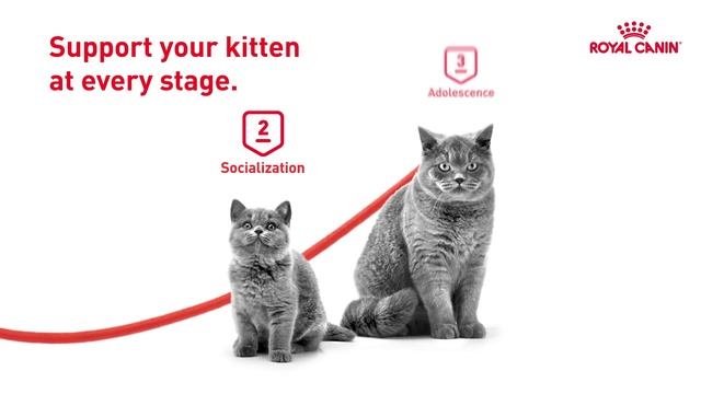 Got Some Growing To Do? | Royal Canin Kitten Growth Program ft. British Shorthair