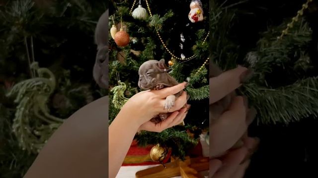 Девочка голубо-подпалая