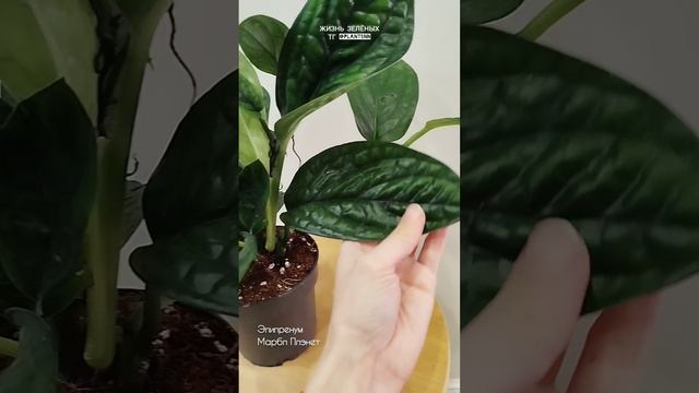 Фактурный Эпипренум Марбл Плэнет ✅ в наличии 👉тг plantsnn #эпипренум #shorts