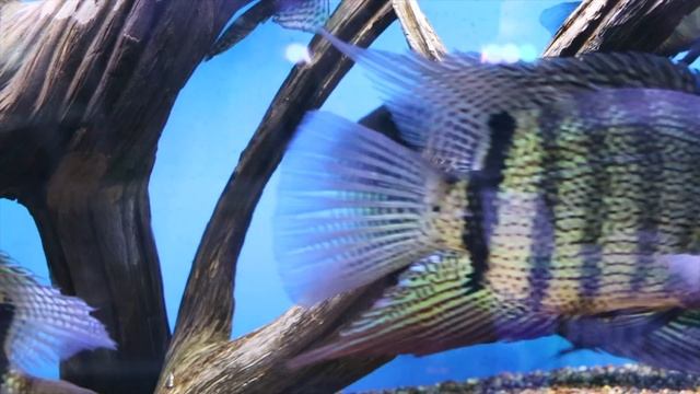 Discus vs Severums: Which is The Better Centerpiece Fish?