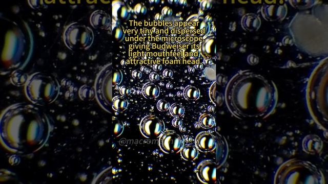 #подмикроскопом #наука #микроскоп #микромир #интересно