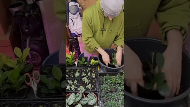 Формирование растений
Один из этапов создания наших 🪴