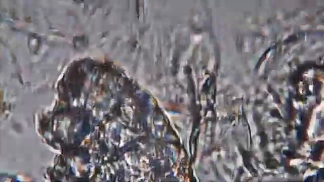 Human Demodex Mites Under The Microscope