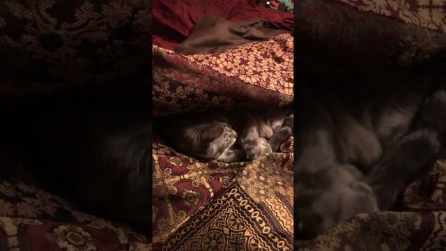 Котя недовольна