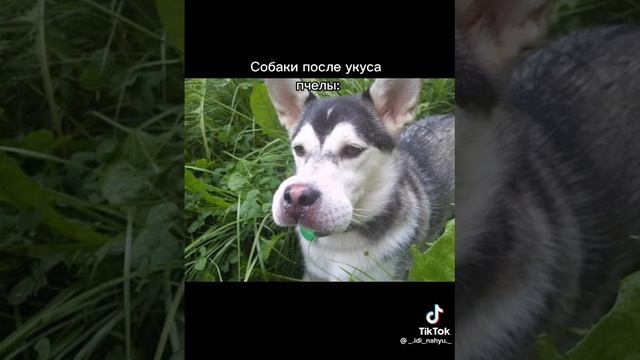 Собаки и коты после укуса пчелы сравнение #shorts #subscribe #trending #funny #shortsvideo #jokes