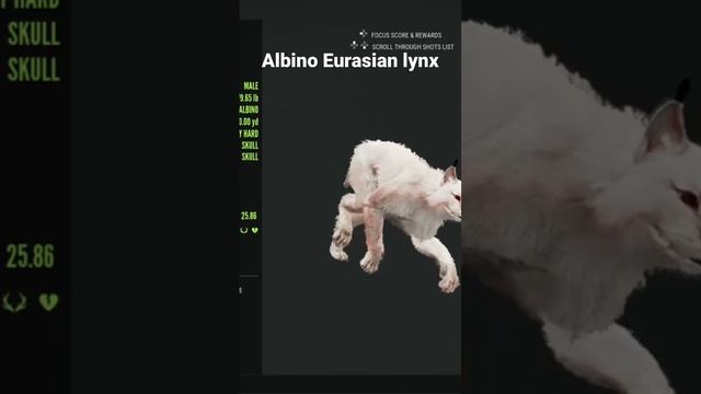 Albino Eurasian lynx | #thehuntercallofthewild