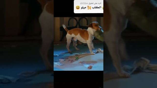 الكلب ميلو