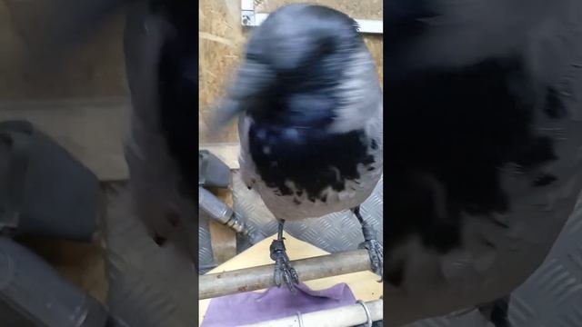 разбудил Ворону 🦅это кот ворона человек😆😼