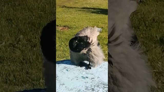 Штанишки и жилетка #вороны / Fluffy pants and jacket #crow #crowfashion