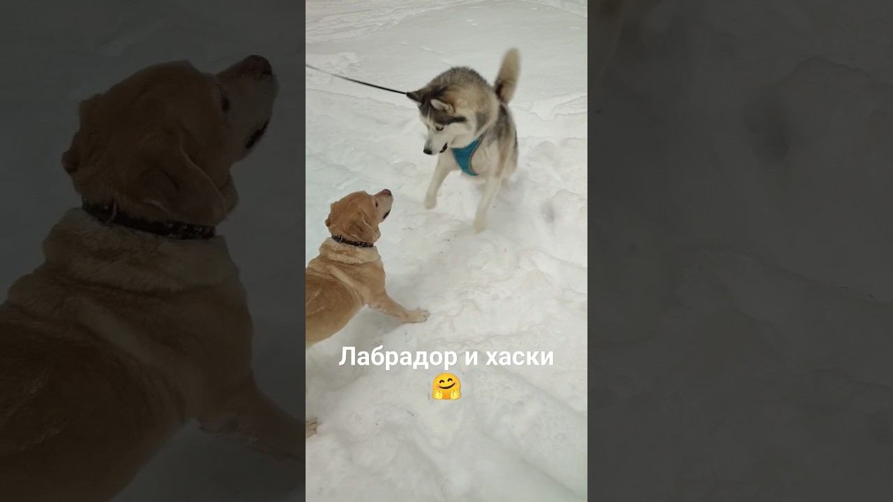 Лабрадор играет с хаски  labrador plays with husky