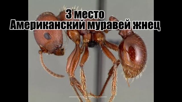 топ 3 самых безобидных насекомых мира