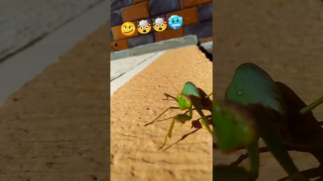 fearless mantis