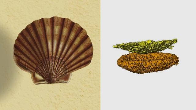 Hubble in a bubble: Scallop eyes act like tiny telescopes