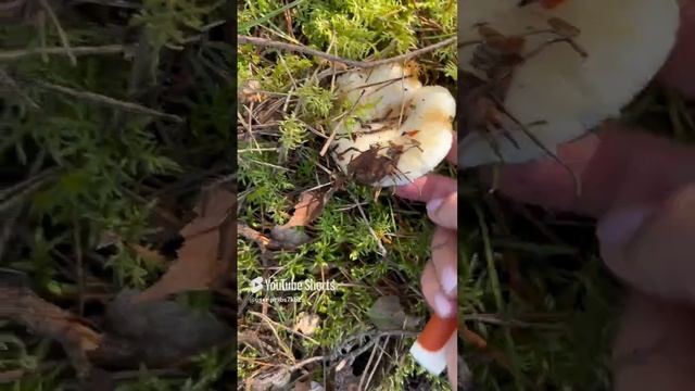 Настоящие белые грузди#Real white milk mushrooms#грибы