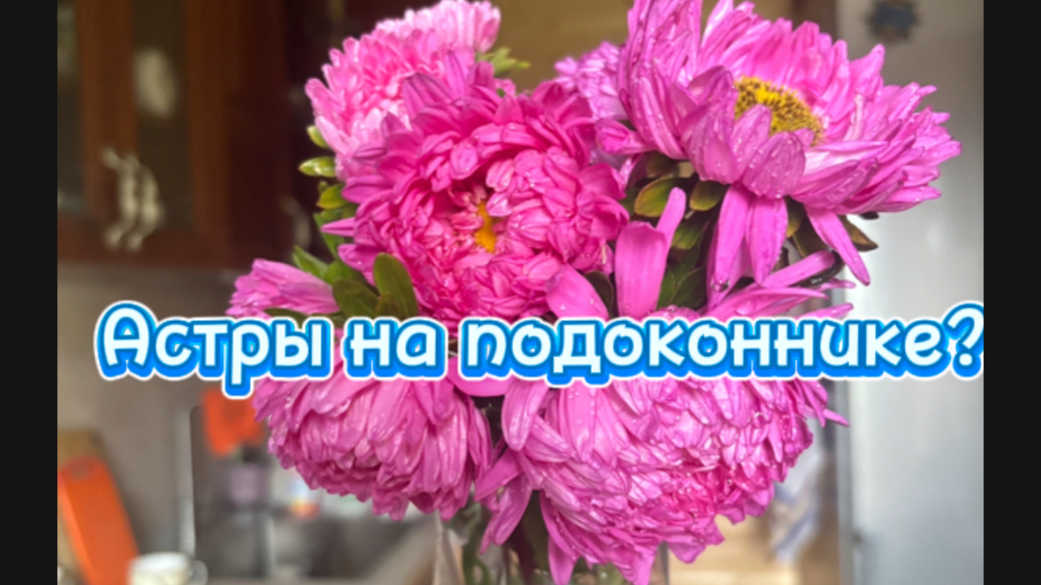 Астры на подоконнике 1 часть. Астра растёт в домашних условиях зимой.