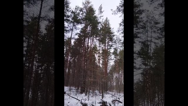 Вновь  зимний день