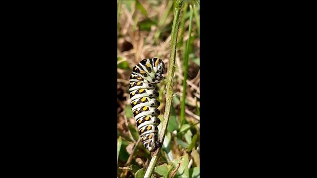 90S Black Swallowtail caterpillar - Papilio polyxenes - Preparing to pupate.