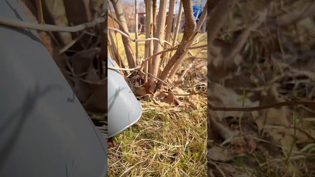 Весенние уходные работы для рулонного газона.