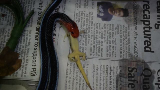 Malaysian Blue Coral Snake (Calliophis bivirgata) feeding on a Gecko