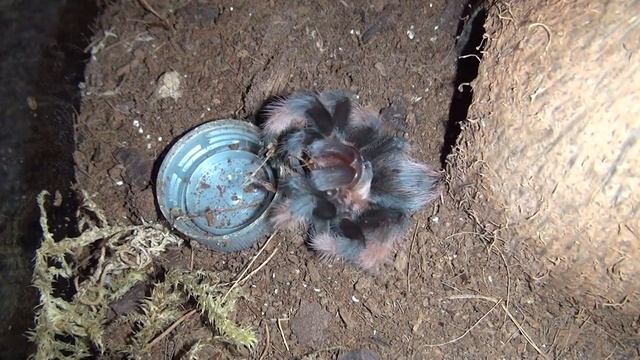 Feeding Leta again - Brachypelma emilia