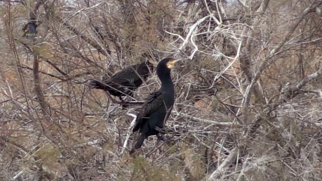 GRAND Cormoran / Phalacrocorax carbo / Arrivée Acrobatique ! BRUITX