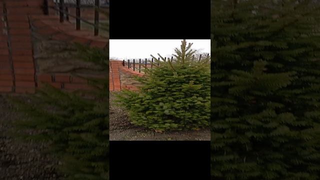 1000021768.mp4