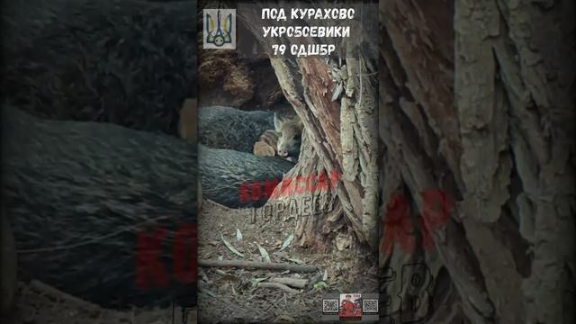 Кто свиней без присмотра оставил?🤔🐷