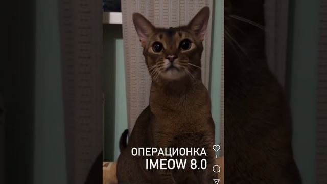 Обзор кота Айфон🐱📱