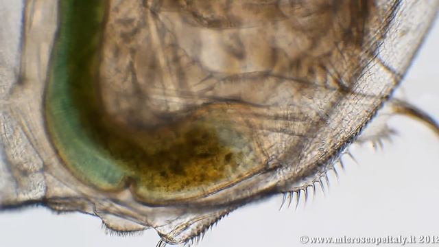 Daphnia.wmv