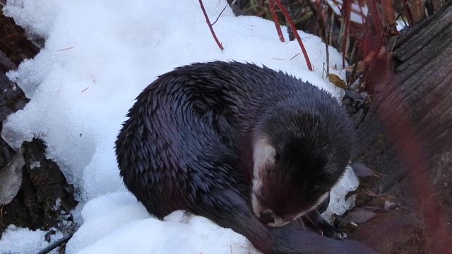 River Otter