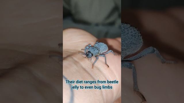 Blue Death Feigning Beetle #shorts #animals #beetles