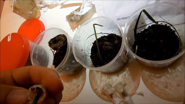 Unpacking 3x Avicularia margarita, 1x grammostola rosea classic