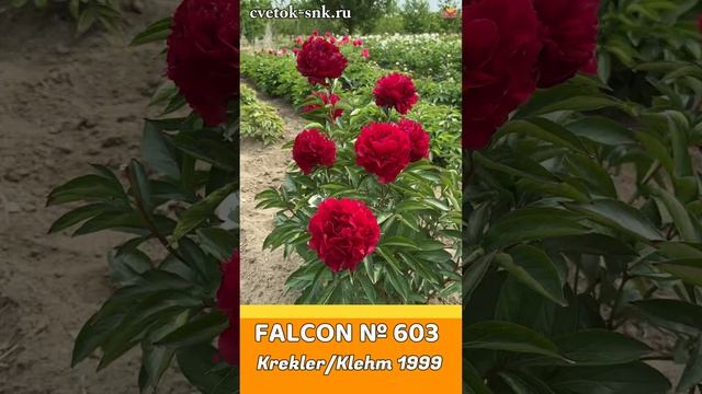 Пион Falcon. Цветение 2024 года / Сад Ворошиловой