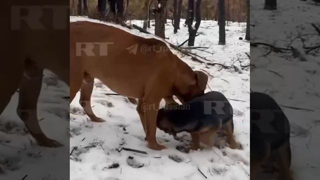 Собака по кличке Трицикл подорвался на мине, тем самым спас российских солдат, которые шли позади.