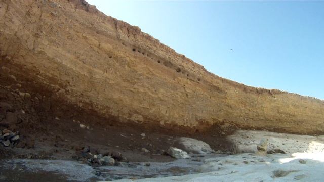 Pale Sand Martins and Rock Petronia