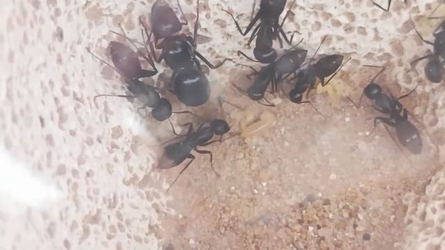 Camponotus japonicus - erste Larve 25.02.2019