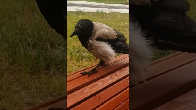 У кого круче штанишки? #вороны / Whose pants are fancier? #crow #crowfashion