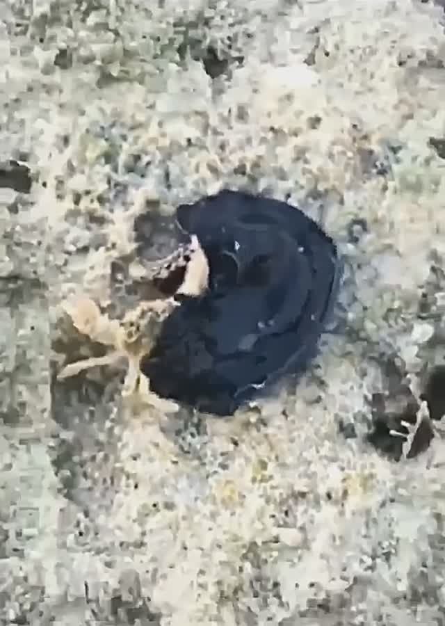 Странное Черное Существо