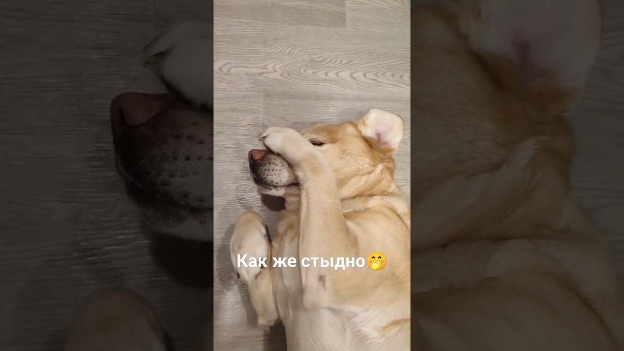 Лабрадору Гретте очень стыдно Labrador is ashamed