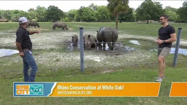 Baby Rhinos! And Rhino Conservation at White Oak | River City Live