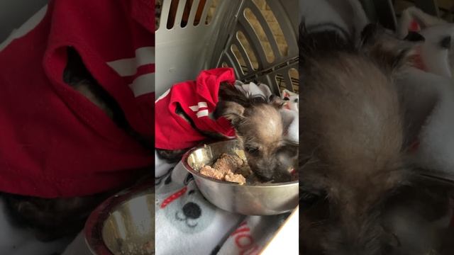 Tiny Dog With Painful Infection Rescued From Streets Of South Texas