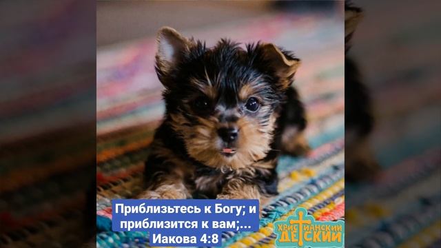 Стихи из Библии с пушистиками🐱🐶🐻 Говорящие собаки